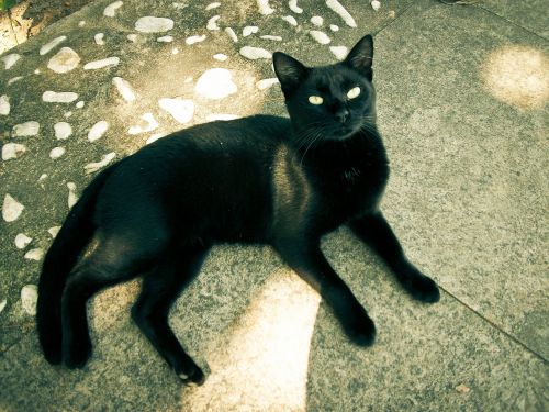 cat black