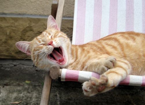 cat tomcat yawn