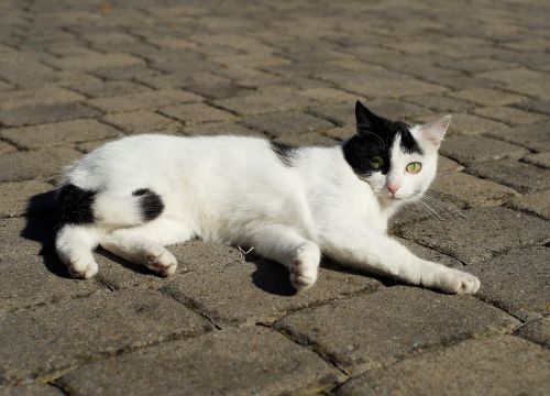 cat domestic cat female