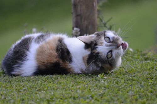 cat hildegard domestic cat