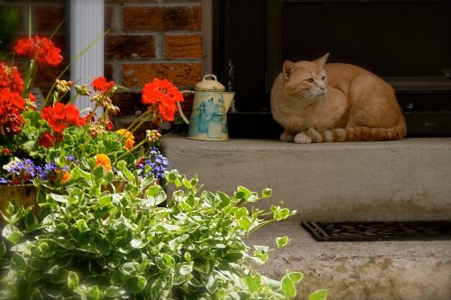 cat summer porch