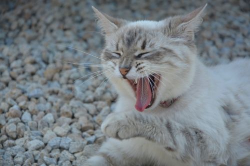 cat yawn head