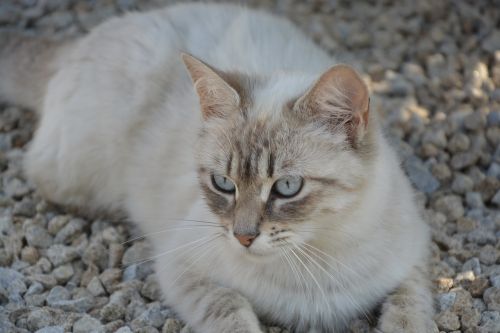 cat blue eyes head