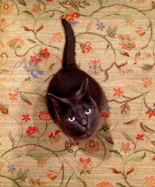cat carpet gray