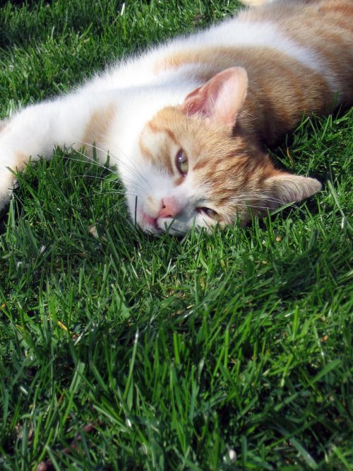 cat tomcat grass