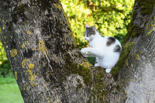 cat tree green