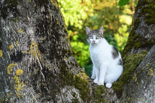 cat tree green