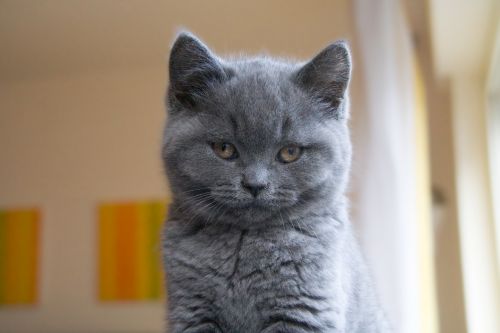 cat chartreux grey