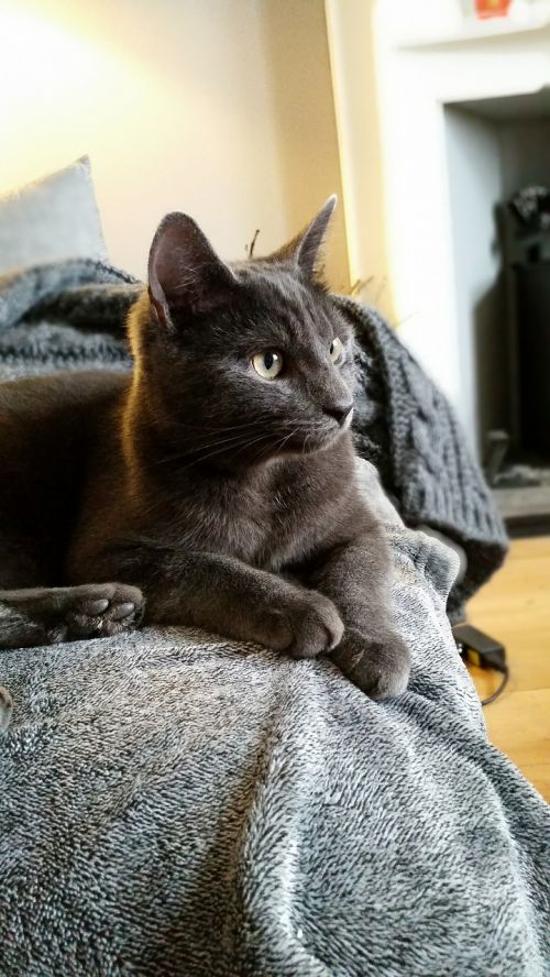 cat grey sitting