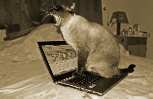 cat laptop pet