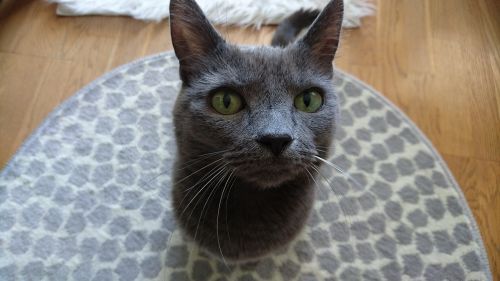 cat gray cat russan blue