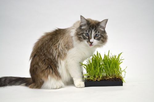 cat animal grass