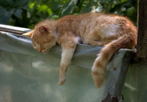 cat sleep russet