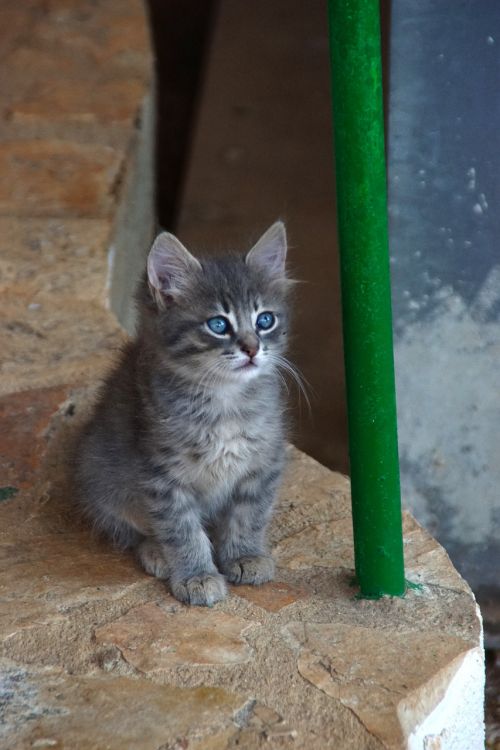 cat kitten animals