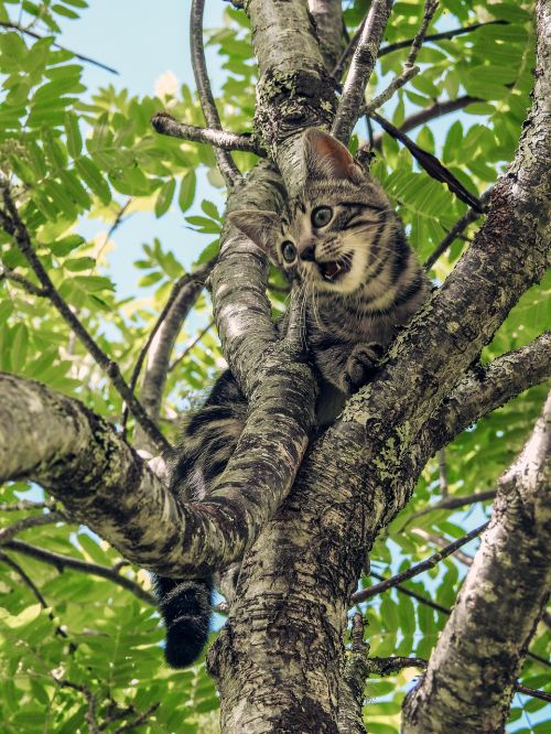 cat stuck tree