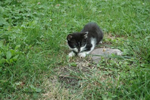 cat kitten playful