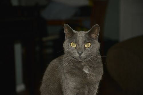 cat grey animal