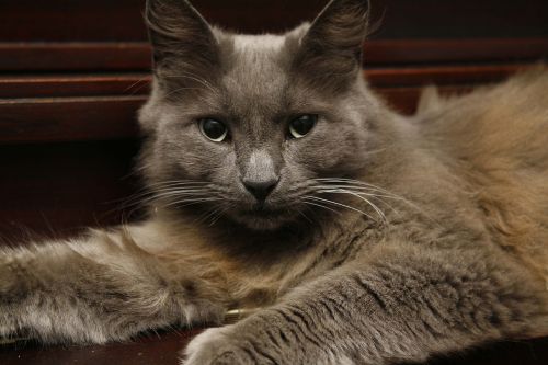 cat grey pet