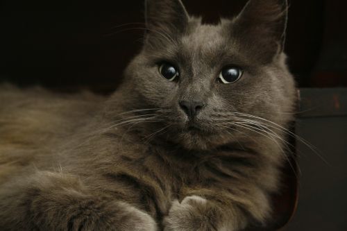 cat grey kitten