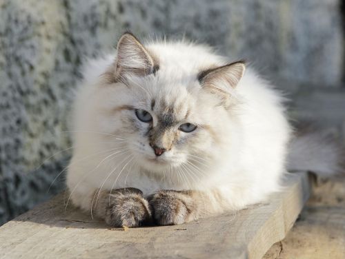 cat cat purebred charming