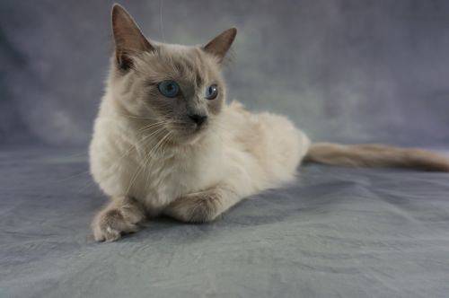 cat ragdoll kitten