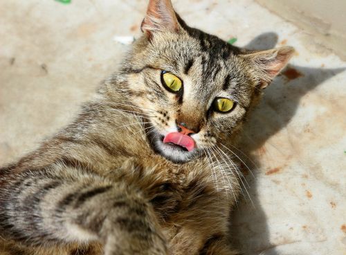 cat eyes tongue