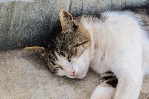 cat stray street