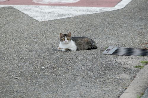 cat street pet