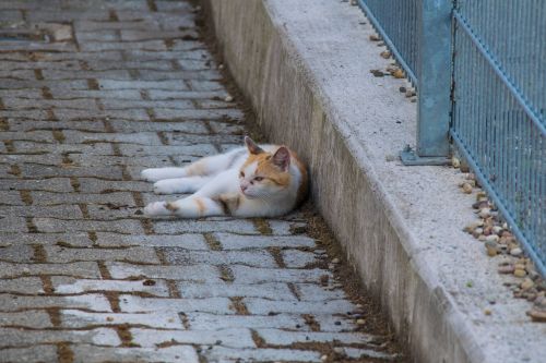 cat lying stones