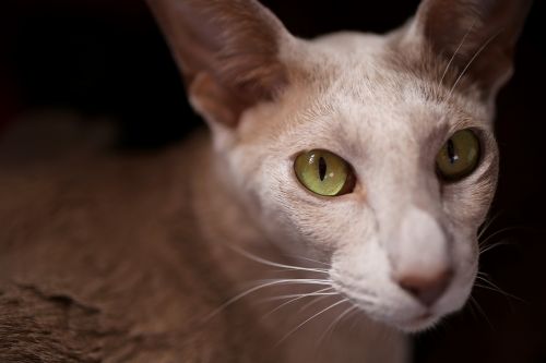 cat eye green