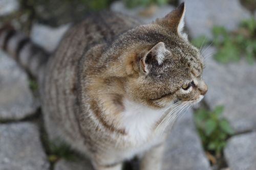 cat animal animal portrait