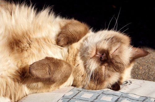 cat breed cat british shorthair