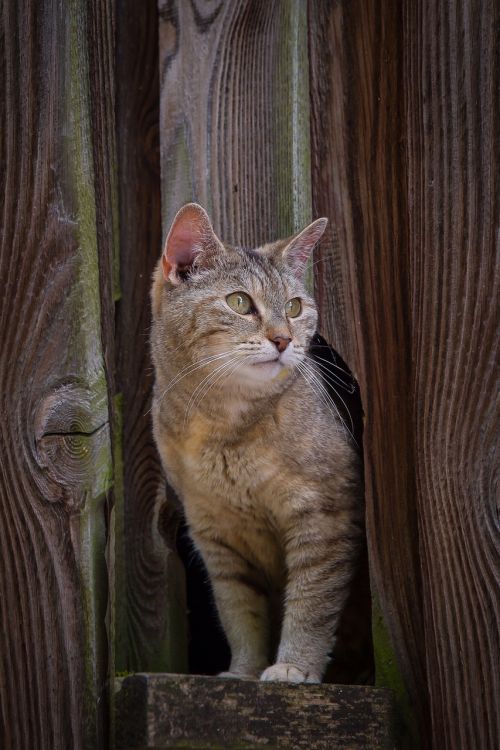 cat pet kitten