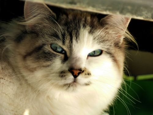 cat kitty glare
