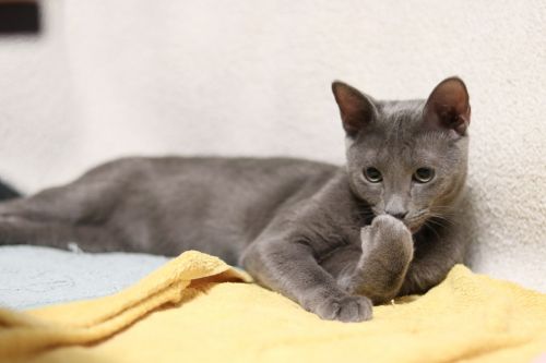 cat russian blue kitty