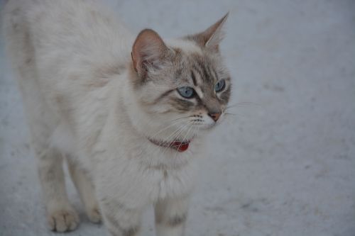 cat blue eyes profile