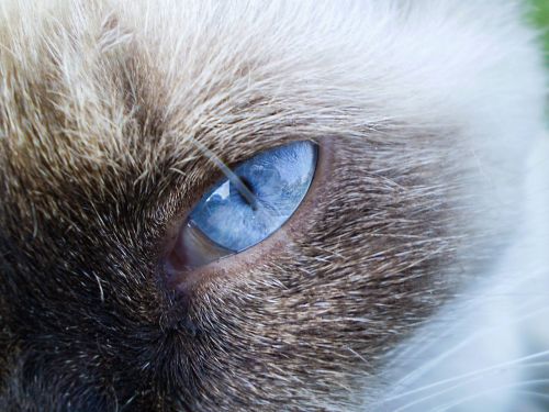 cat siamese blue eyes