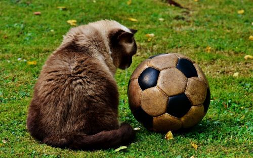 cat football funny