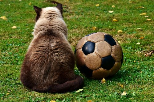 cat football funny