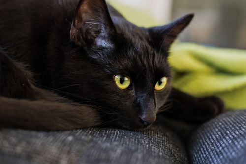 cat black black cat