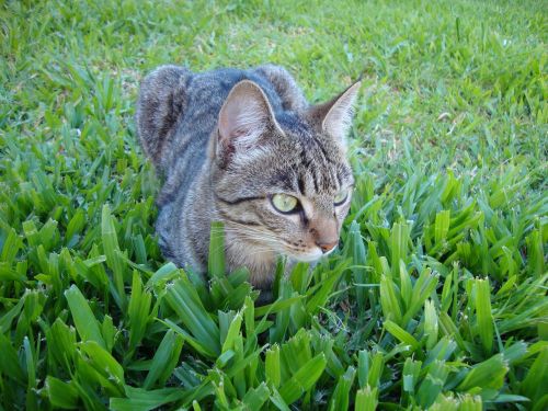 cat grass cuteness