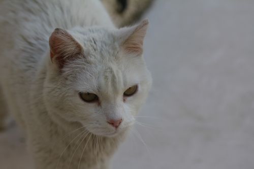 cat white cat white