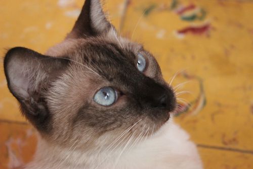 cat blue beauty