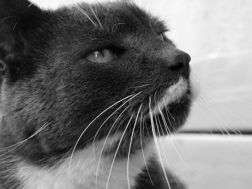 cat black and white whiskers