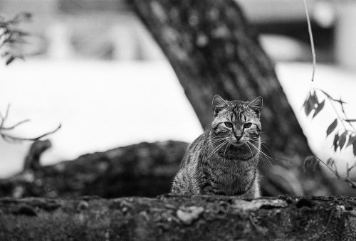 cat looking fence