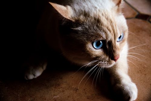 cat white blue eye