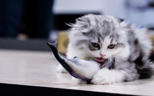 cat eat fish