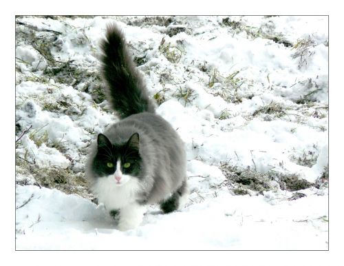 cat animal snow