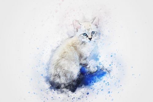 cat animal art