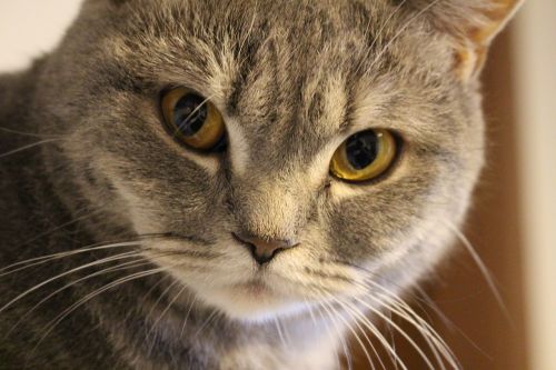 cat british shorthair cat whiskers